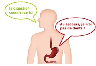 Limpact de la mastication  et le taux de glyc&eacute;mie