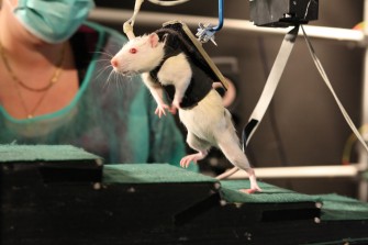 Paralysie : des rats paralys&eacute;s retrouvent la capacit&eacute; de marcher
