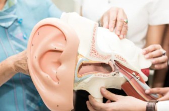 D&eacute;couverte de 3 nouveaux types de neurones dans loreille interne