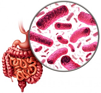 &Eacute;quilibrer son microbiote