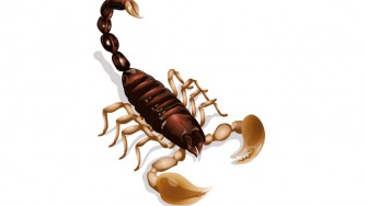 Piq&ucirc;res des scorpions