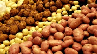 2008, ann&eacute;e de la  pomme de terre