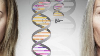 Le Nobel de m&eacute;decine  r&eacute;compense des recherches sur la t&eacute;lom&eacute;rase