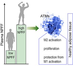 Le neuropeptide FF: une nouvelle hormone qui prot&egrave;ge le tissu adipeux de linflammation