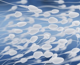 Cr&eacute;er des spermatozo&iuml;des chez ceux qui n&rsquo;en ont pas
