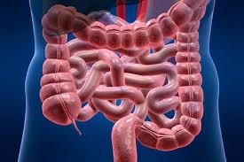 Maladie de Crohn : D&eacute;couverte d&rsquo;un traitement prometteur