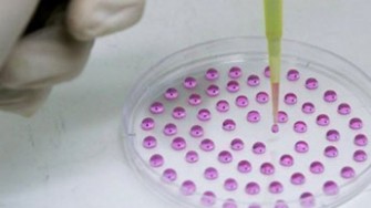 Voies cellulaires pour le remplacement des cellules b&ecirc;ta