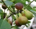 «&nbsp;Grappe&nbsp;» de figues