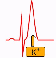 Hyperkali&eacute;mie