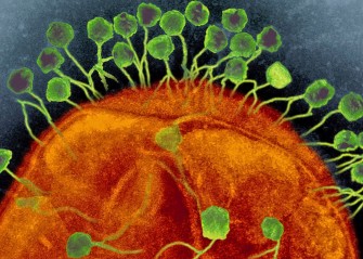  Les phages : des armes qui inhibent le syst&egrave;me de d&eacute;fense des bact&eacute;ries