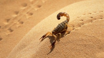 Plus de 1.800 piq&ucirc;res de scorpions et 6 d&eacute;c&egrave;s depuis janvier &agrave; Adrar