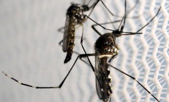 Infection &agrave; virus chikungunya